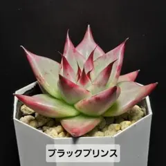 古紫】 抜き苗 多肉植物 ブラックプリンス 黒助 - メルカリ