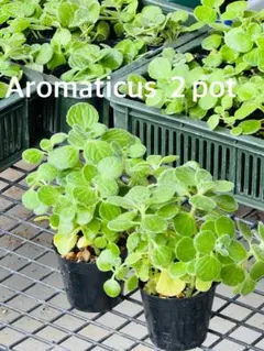 アロマティカス　2ポット　ポットごと発送