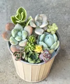 【 寄せ植えセット 】カット苗 エケベリア 斑入り アプリコット美人 多肉植物