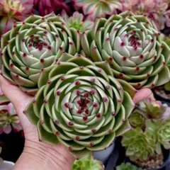 ごんべさん様 リクエスト 3点 まとめ商品