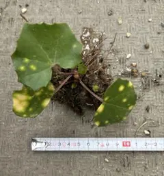 斑入り石蕗Ａ　ミニ　抜き苗　草もの盆栽　苔玉　小品盆栽向け　送料込み　匿名配送のサムネイル