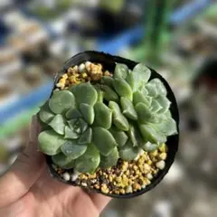 多肉植物 エケベリア ピンクパンサー