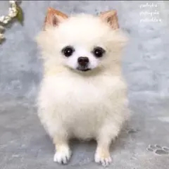 handmade 羊毛フェルト ☆  チワワ　犬　オーダー
