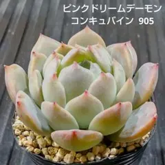 ピンクドリームデーモンコンキュバイン 905 エケベリア 多肉植物 抜き苗