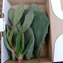 2026年最新】ドライガーデン セットの人気アイテム - メルカリ