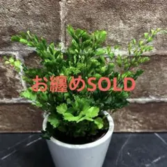 アジアンタム リサ 抜き苗② - メルカリ