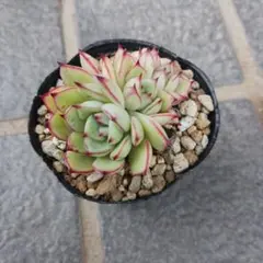 K様 リクエスト 2点 まとめ商品