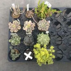 追加あり追加検討中 みかん（初期アイコン）さん専用