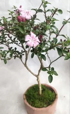 花ザクロ 盆栽 陶器鉢付き - メルカリ