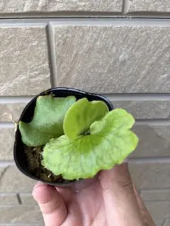 P. willinckii '月光爪哇' spore ビカクシダ 胞子培養株 - メルカリ