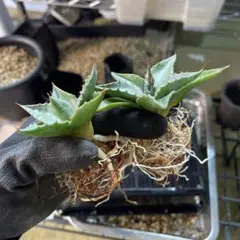 2025年最新】アガベモンタナの人気アイテム - メルカリ