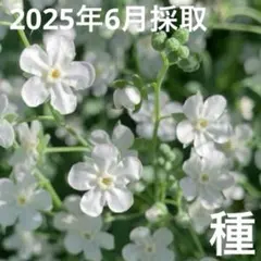 3.28撮影　オンファロデス現物3苗　抜き苗　らくらくメルカリ便 3.28撮影 オンファロデス現物3苗 抜き苗 らくらくメルカリ便