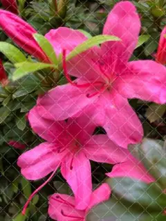 杜鵑花 明信片 繪葉書 2件套