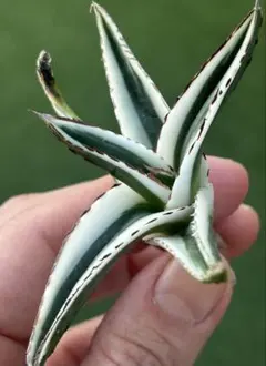 2026年最新】アガベ氷山の人気アイテム - メルカリ