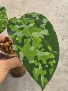 2025年最新】アンダマン アグラオネマの人気アイテム - メルカリ