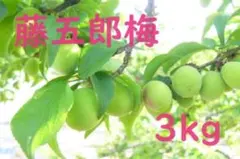 最終セール！新潟県産 藤五郎梅4kg 完熟梅 5,300円（送料込） - メルカリ