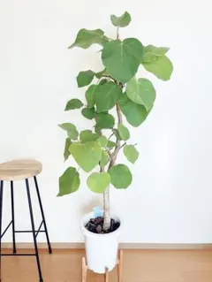 2025年最新】ウンベラータ 斑入りの人気アイテム - メルカリ