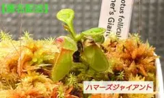 2026年最新】Cephalotusの人気アイテム - メルカリ