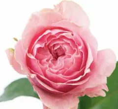 16 クリスマスローズ デュメhyb × エリアス(マリア交配) 種子 3粒
