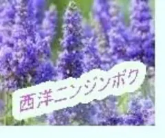 ☆エゾエンゴサク☆来年用球根30個 - メルカリ