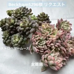 Beckham5296様 リクエスト 2点 まとめ商品