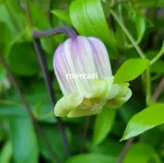 まるまま様 リクエスト 2点 まとめ商品