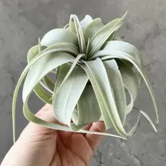 2025年最新】キセログラフィカの人気アイテム - メルカリ