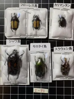 2026年最新】コガネムシ 標本の人気アイテム - メルカリ