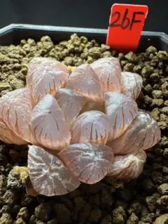 68g 多肉植物 ハオルチア 紅アイスライト錦 自家繁殖 鉢植え発送