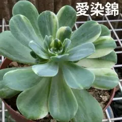 345 黑魔錦 多肉植物 アエオニウム 抜き苗 - メルカリ
