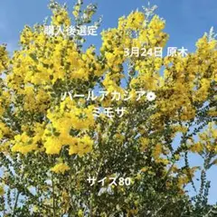 購入後剪定❁パールアカシア❁ミモザ❁80サイズ 最終