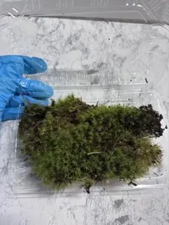 天然タチゴケ（スギゴケ類）パック山盛り 無農薬 盆栽・テラリウム用 苔のサムネイル