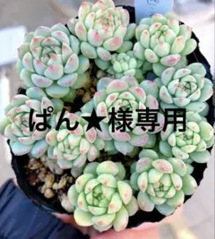 ぱん★様専用です♡