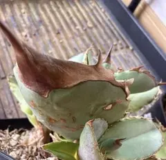 2026年最新】オアハカ 実生の人気アイテム - メルカリ