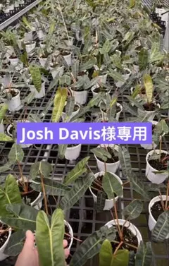 【Josh Davis様専用】のサムネイル