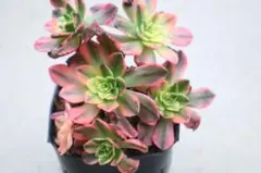 58 #観葉植物 アエオニウム錦❤️ブロンズメダル錦❤️11大頭17cm 拔き