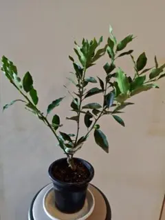 太田ポンカン 苗木 果樹 鉢植え 希少品種実が付き現品高さ100cm9/13