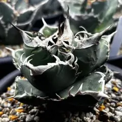 2026年最新】アガベの人気アイテム - メルカリ