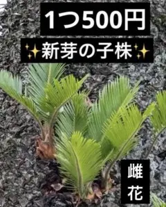 2026年最新】蘇轍の人気アイテム - メルカリ