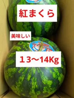 紅まくら　美味しい　2玉入り １3〜14Kgのサムネイル