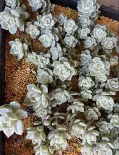 多肉植物 白牡丹 抜き苗 - メルカリ