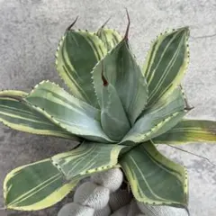 2025年最新】ライムストリークの人気アイテム - メルカリ