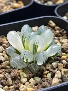4b 多肉植物 ハオルチア 天狼星オブツーサ錦 自家繁殖 抜き苗発送