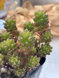 多肉植物 セダム パープルヘイズ 抜き苗 - メルカリ