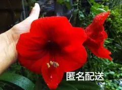 アマリリス球根小のサムネイル