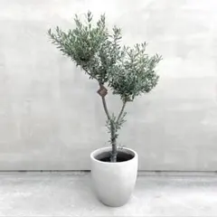 観葉植物 オリーブ シプレッシーノ SOUJU 150cm・10号 - メルカリ