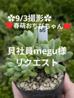 貝社員megu様 リクエスト 2点 まとめ商品