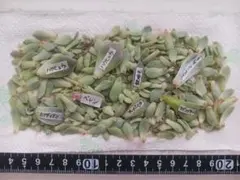 ゆきみな様 リクエスト 2点 まとめ商品