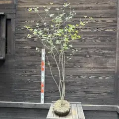 山採り サラサドウダンツツジ 自然樹形 楽天市場】山採り【ドウダンツツジ】 自然樹形 株立ち 樹高H≒195 × 枝