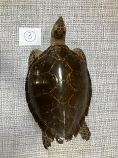 ②タイマイ 剥製 （べっ甲亀）ウミガメ剥製　甲羅長49.5cm ①タイマイ 剥製 （べっ甲亀）ウミガメ剥製 甲羅長78cm大きめ - メルカリ